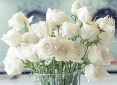白玫瑰不能随便送人 为什么白玫瑰不能随便送人-善吉网