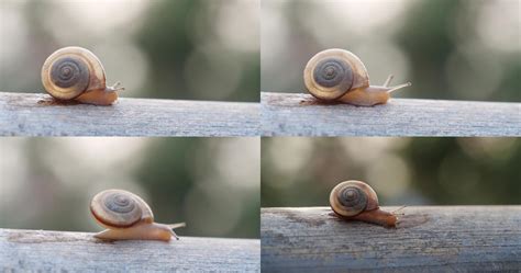 蜗牛爬行特写__动物|植物_实拍视频_多媒体图库_昵图网nipic.com