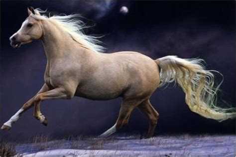 1978年属马的命运怎么样 女马的爱情如何 马跟马相配吗-周易算命网