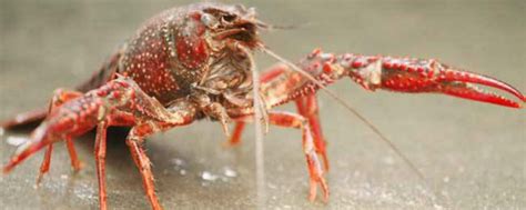 上海金山一水产基地培育出七彩小龙虾，可观赏可食用_虾类专题（龙虾专题）_水产养殖网