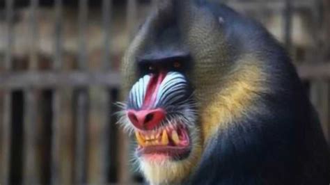 上古十大凶猴中，谁才是战斗力第一，就连孙悟空也未能进榜_腾讯视频