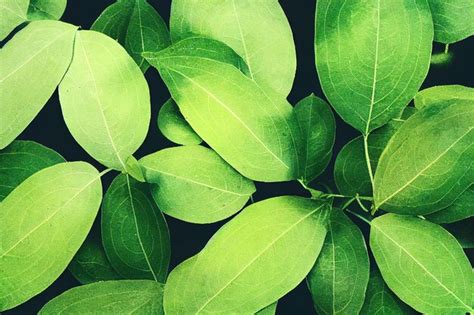 Premium Photo | Bright green leaves of growing plants closeup