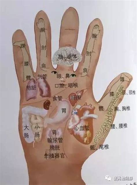手掌经络图解大全图片 手掌经络图解大全图片