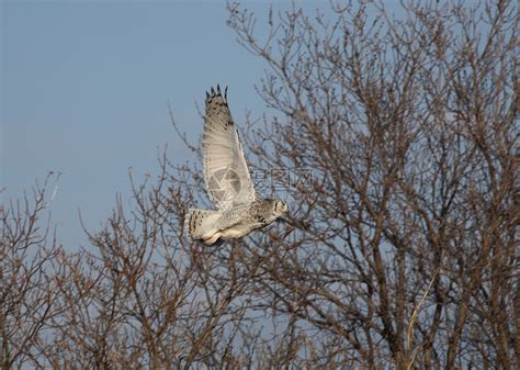 只野生降落农村的棵老树枝上,寻找猎物鹰鹰家族中的种猎物高清图片下载-正版图片300453205-摄图网