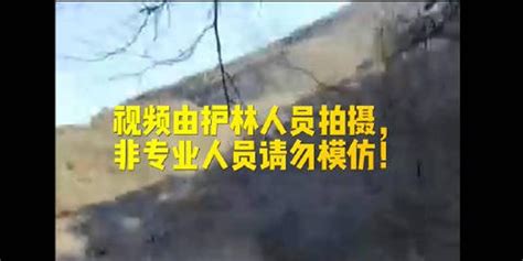 提醒！北京门头沟有野猪出没 ，请您注意防范(含视频)_手机新浪网