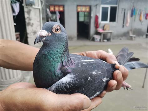 让爱鸽继续飞翔在小区上空-中国信鸽信息网相册