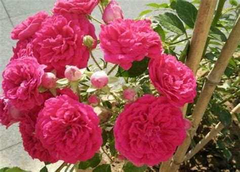 蔷薇嫁接月季花，开成“棒棒糖”，种在小院里，开花很上档次