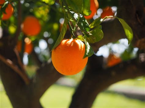 橘子吃多了皮肤真的会变黄吗？是什么原因导致的？ - 健康知识 - 轻壹