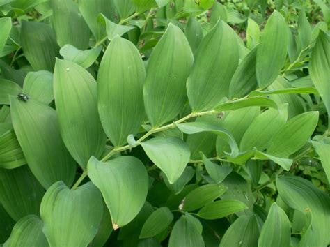 玉竹的种植前景，附玉竹的栽培效果及种植价值 - 农敢网