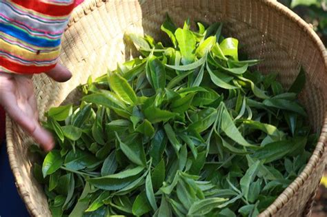 2020年中国茶叶种植行业市场现状及发展前景分析_市场动向_天下普洱_云南网