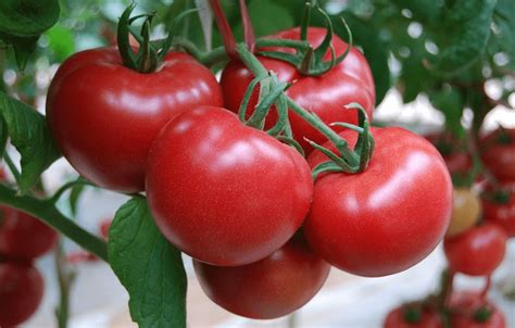 西红柿生吃好还是熟吃好？吃西红柿的几大益处，可以炒蛋还能示爱 - 知乎