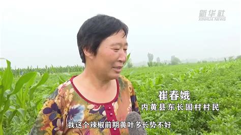 河南内黄：农技人员下田间 保辣椒丰收_凤凰网视频_凤凰网