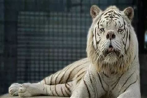 世界上最大的猫科动物：体型比老虎还大，却不是一个独立的物种！