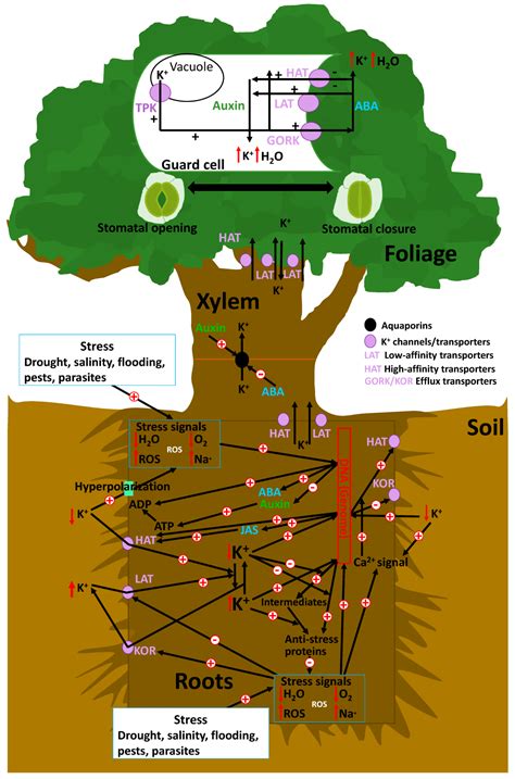 Plants：钾离子对植物功能的控制：生态和农业意义_作物_钾肥_影响