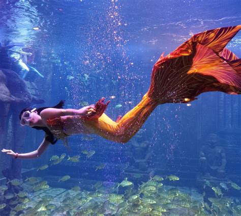 海昌海洋公园开启“美人鱼欢乐季”，你想看的海洋动物这里都有，还能体验“美人鱼潜”