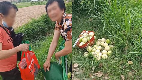 男子种百余亩香瓜遭村民频繁偷摘，被抓时辩称是捡的：快被逼疯了|村民_新浪新闻