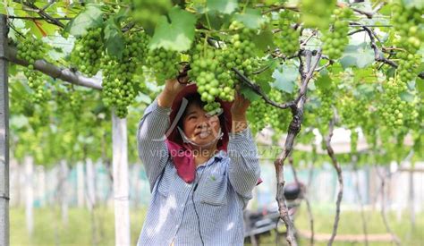葡萄疏的好，果粒大、美、甜，在葡萄生产上是必不可少的管理措施__凤凰网