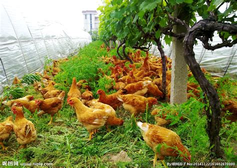 林下养鸡……萨索农场念活了“生态经”