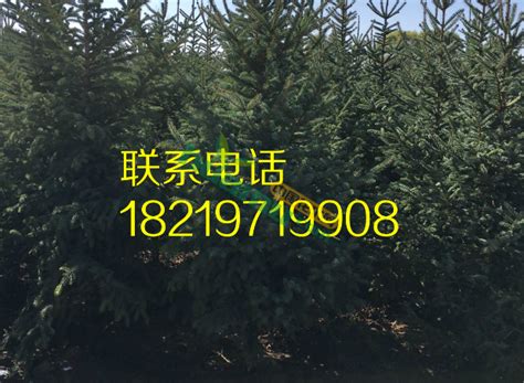 精品黄杨球 - 产品展示 - 中国苗木信息网