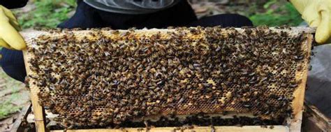 怎样防止冬天蜜蜂出巢冻死 避免冻死采集蜂的方法_知秀网