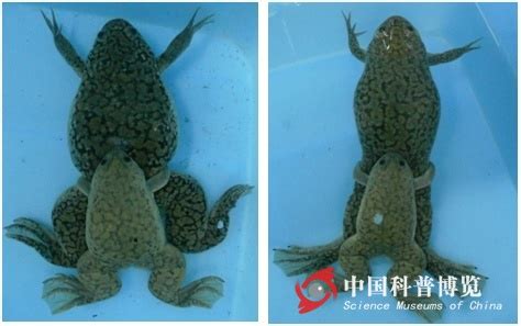 浙江温州现罕见6条腿青蛙_海口网