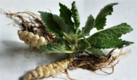 草石蚕的功效与作用及食用方法是什么 - 趣智分享