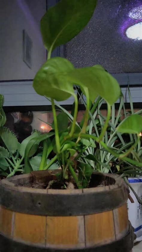 如何自制水培绿萝的肥料 - 花百科