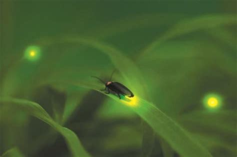 萤火虫为什么会发光（为什么萤火虫在夜晚会发光呢）_可可情感网