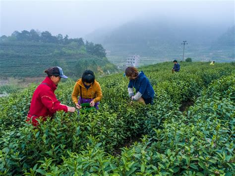 贵州金沙：走好乡村振兴“茶之路” 助力茶农端稳“产业饭”