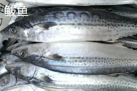 青花鱼和鲅鱼的区别，科属、体长体重、体色、背鳍不同 - 新三农