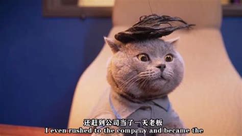 猫咪和主人交换的一天_电影_高清完整版视频在线观看_腾讯视频
