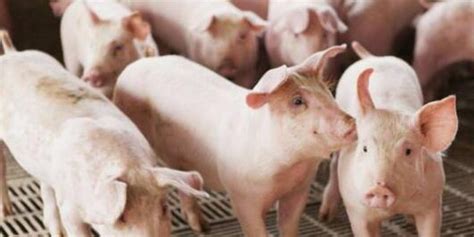 生猪期货主力合约涨停！不足20天时间猪肉价格涨超50%_全国