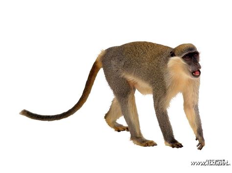 猴子摄影图 野生动物