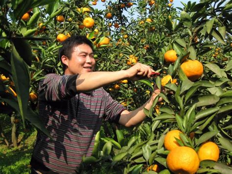 四川青神：采摘柑橘 供应市场-人民图片网