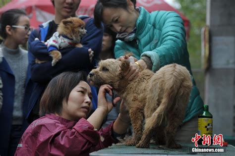 武汉流浪动物免费救助站 9年救助动物7000余只_河南频道_凤凰网