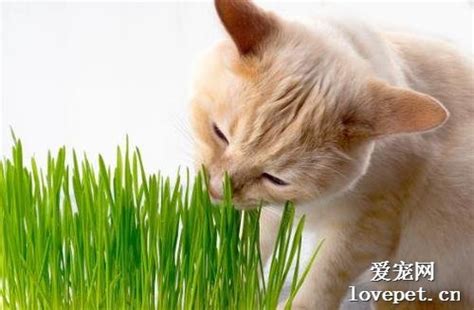 猫咪吃猫草就像我们嚼口香糖,还能帮助它们排解焦躁的心理|猫草|猫咪|口香糖_新浪新闻