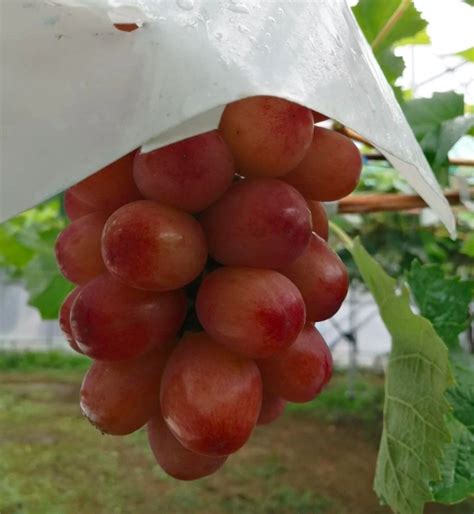 日本新品种葡萄Queen Rouge，堪称红色版“阳光玫瑰” | 国际果蔬报道