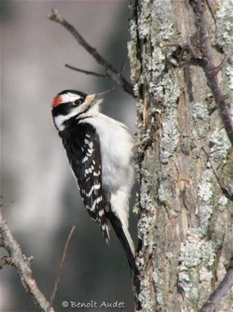 Dendroica USA - Hairy Woodpecker - Picoides villosus