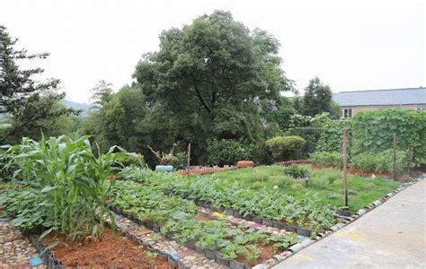 小天地大学问 龙游横山“一米菜园”助推美丽城镇建设——浙江在线