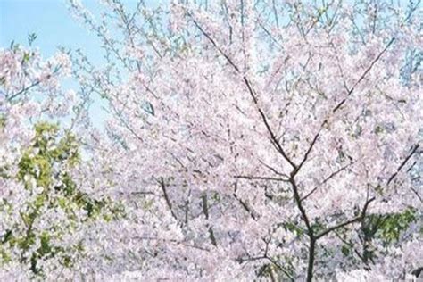 除了黄鹤楼和热干面，武汉还有满城樱花：这4个赏樱胜地值得一去__凤凰网