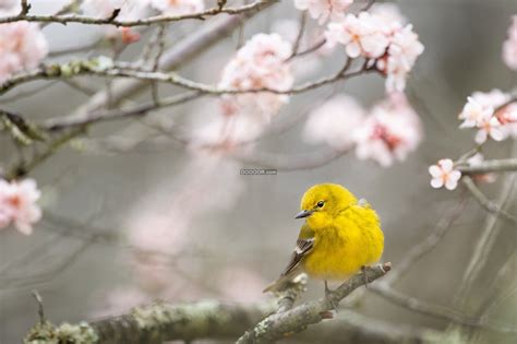 【鸟的春天摄影图片】辽阳生态摄影_太平洋电脑网摄影部落