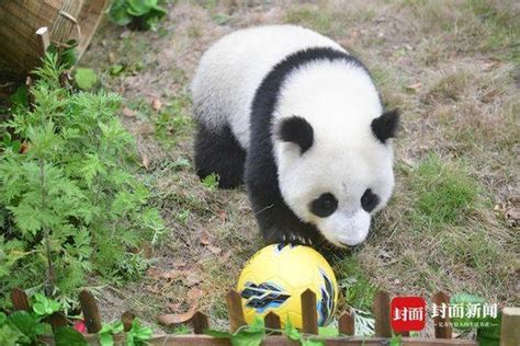敌我不分、球员逃跑 大熊猫“世界杯”关键词只有“萌” - 封面新闻