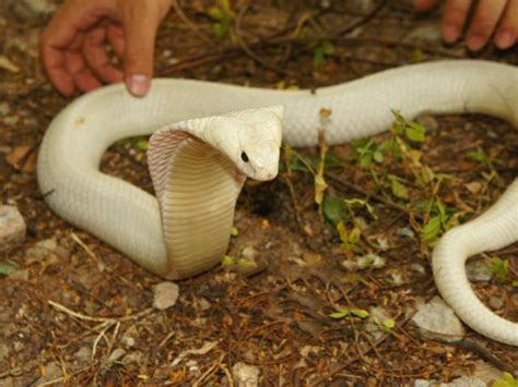 中国十大毒蛇之一的舟山眼镜蛇，学名中华眼镜蛇，大家都认识吗？|眼镜蛇|舟山|蛇毒_新浪新闻