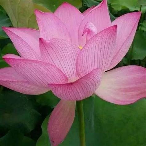 温柔父母头像女生图片