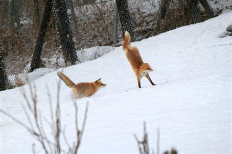 罗湖闹市惊现狐狸 就藏在地下车库里，是怎么进来的？_深圳南山网-爱南山，就上南山网