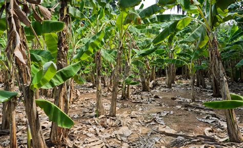 香蕉树种植园农场新鲜的绿色高清图片下载-正版图片307509042-摄图网