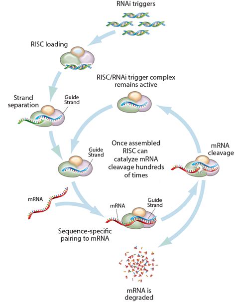 siRNA & KD | Proteintech Group