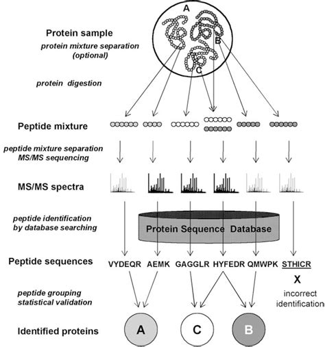 3008: 蛋白质序列设计 - 知乎