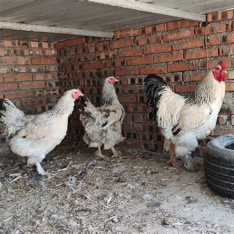棕色哥伦比亚婆罗门母鸡这些鸡高清图片下载-正版图片504414525-摄图网