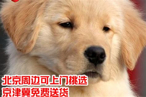 小狗领养费多少钱(领养一只小狗需要多少钱)-猫猫狗狗-东江宠物网